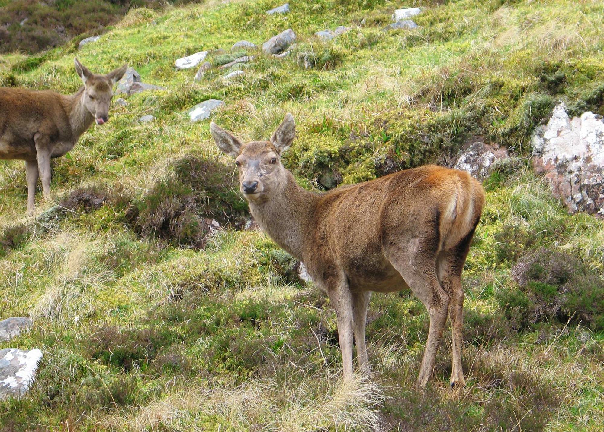 Torridon Guest House — Photos 3